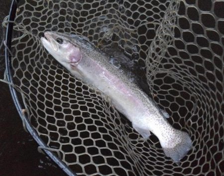 大安トラウトレイク 釣果